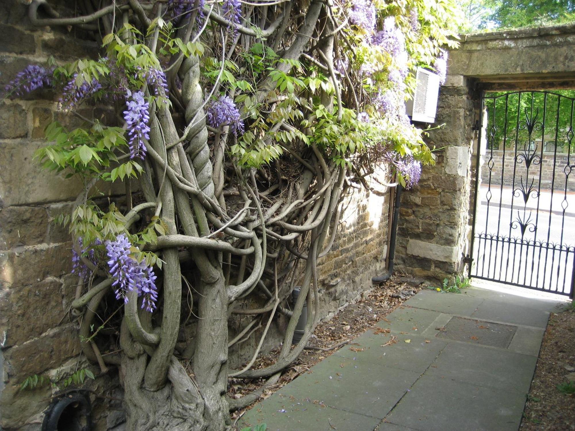 Wisteria Hotel Oakham Exterior photo